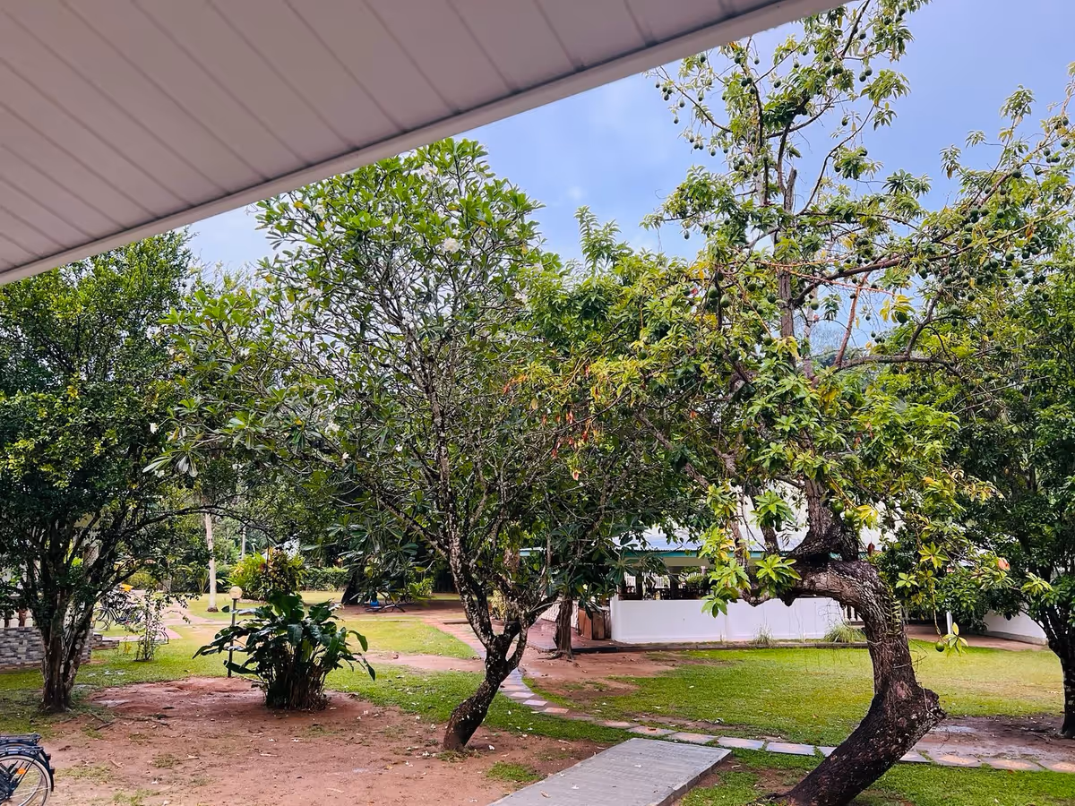 Garden of Chalet Bamboo Vert