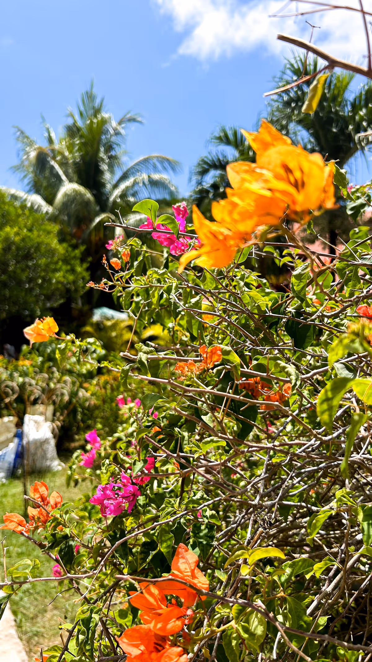 Flowers