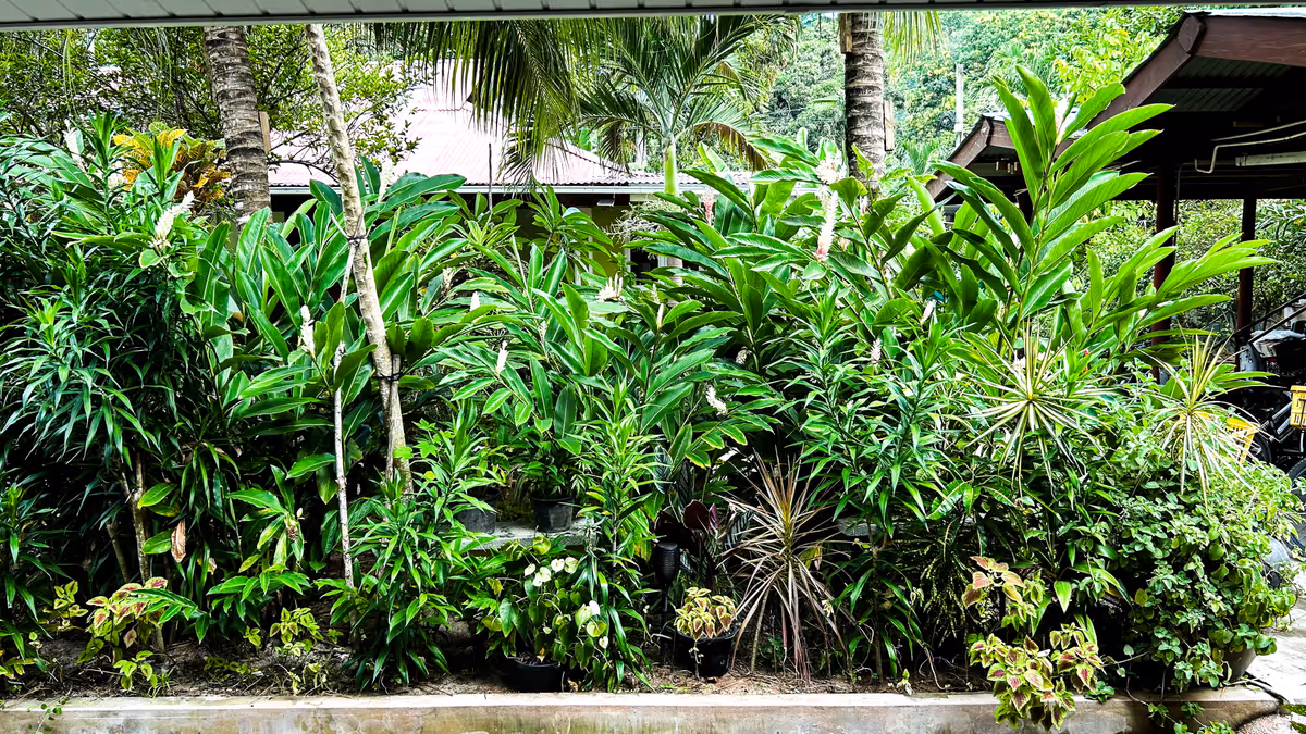 Garden