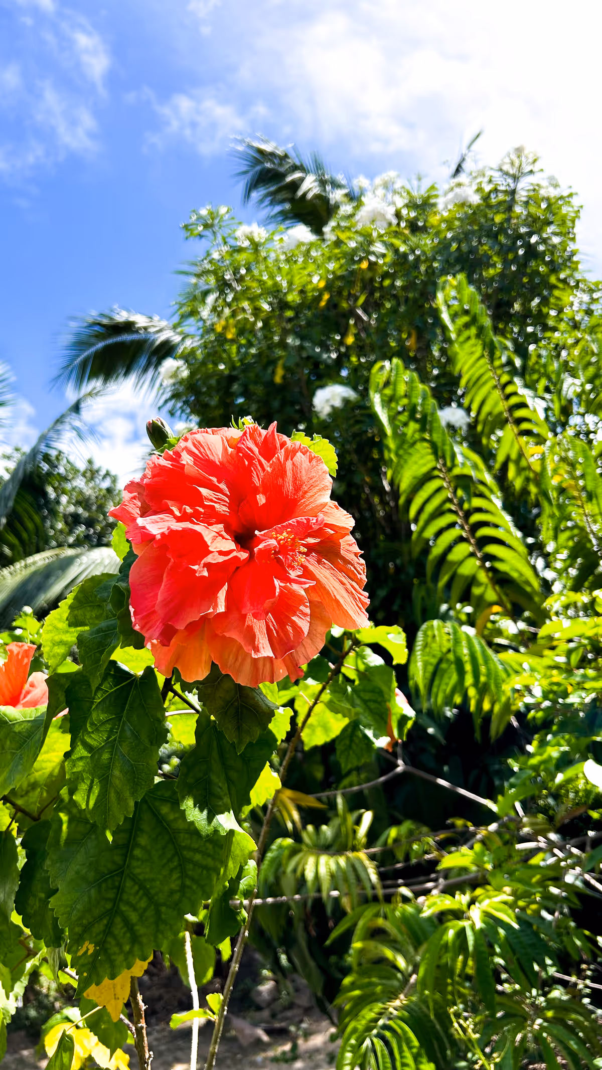 Hibiscus